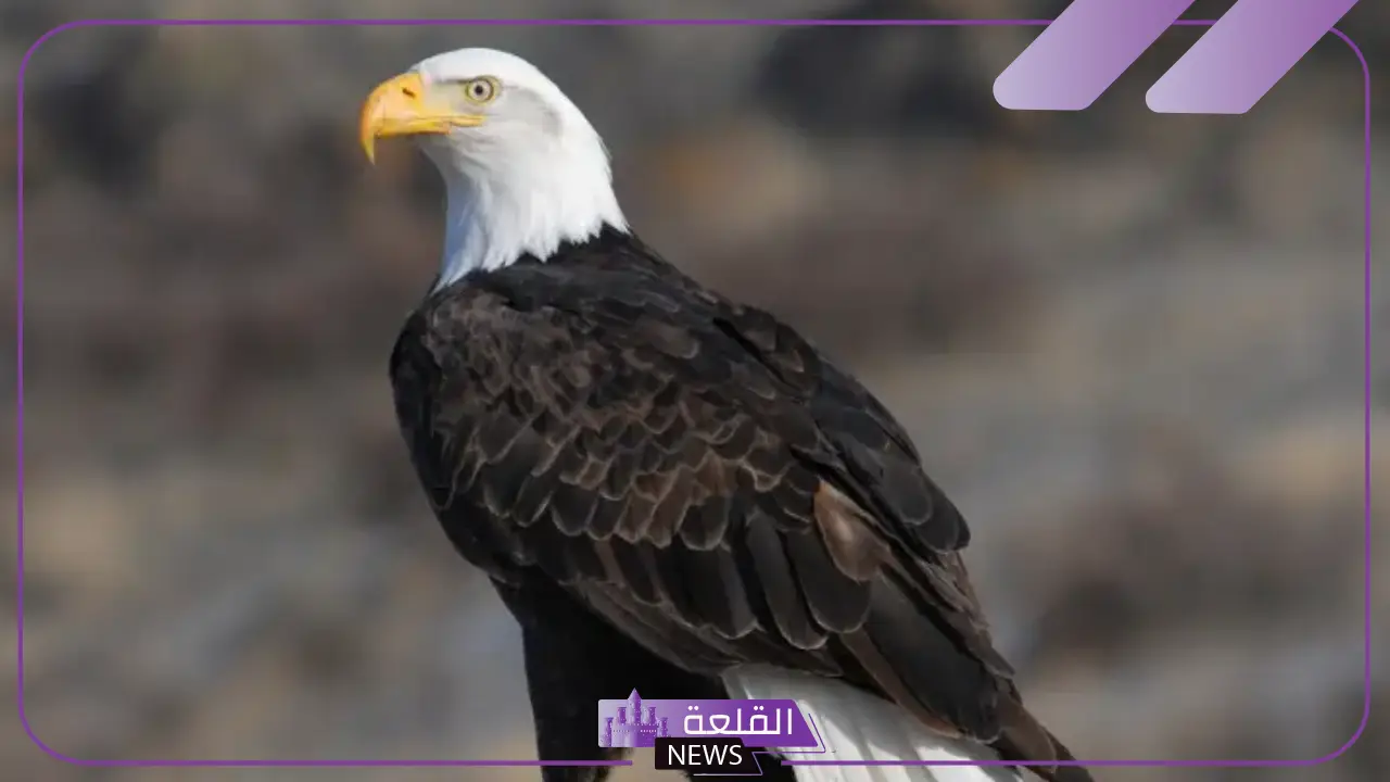 أنواع حيوان العقاب وصفاته.. هل العقاب صقر؟