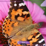 أي الحشرات التالية تكون الحورية مرحلة من مراحل حياتها؟