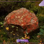 تفسير حلم الفقع للعزباء الزبيدي وجمعه في المنام لابن سيرين