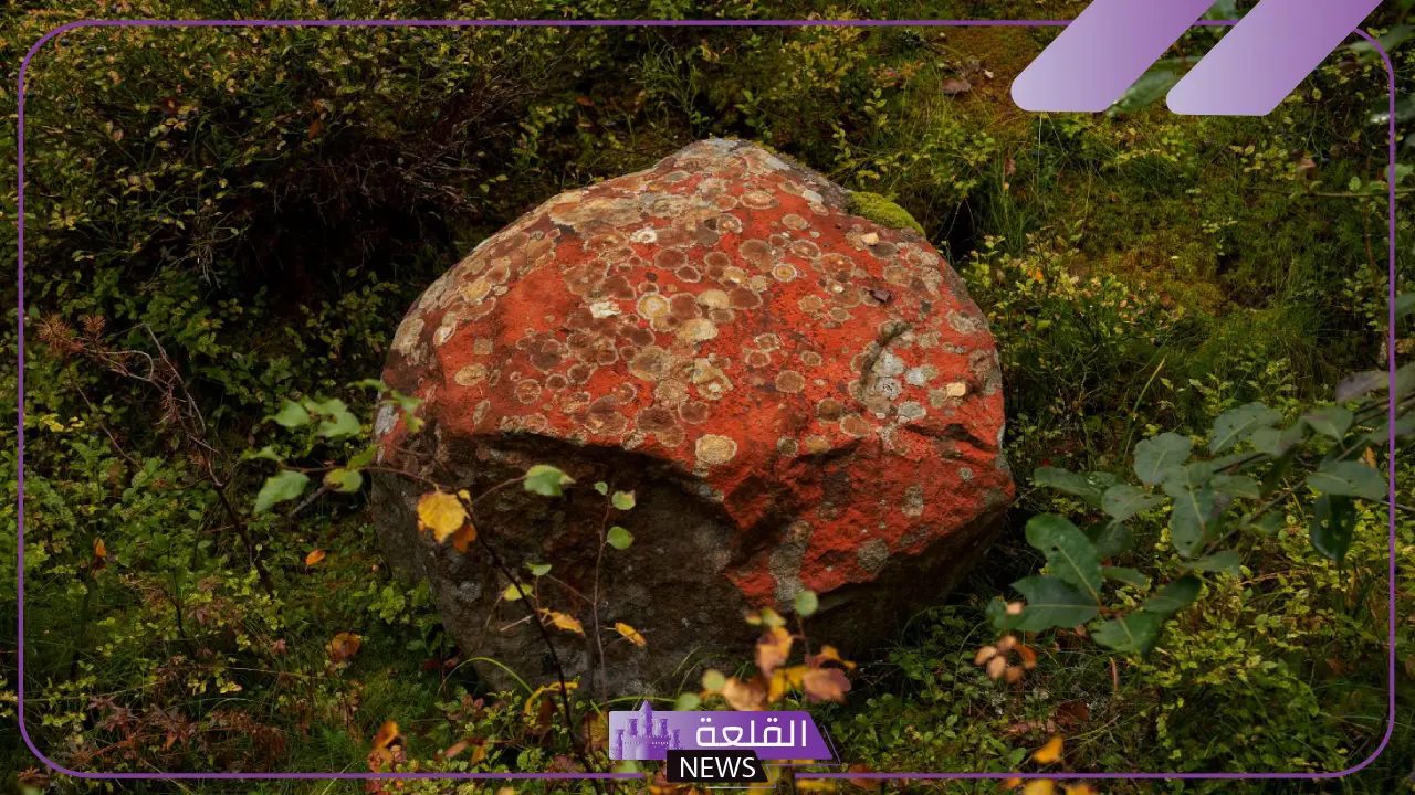 تفسير حلم الفقع للعزباء الزبيدي وجمعه في المنام لابن سيرين