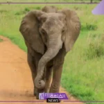 معلومات عن الفيل وعن حياته.. خصائص الفيل ومواصفاته الجسدية