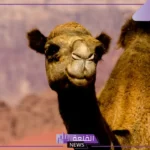 تفسير حلم رؤية الابل في المنام كثيرة للمتزوجة والعزباء