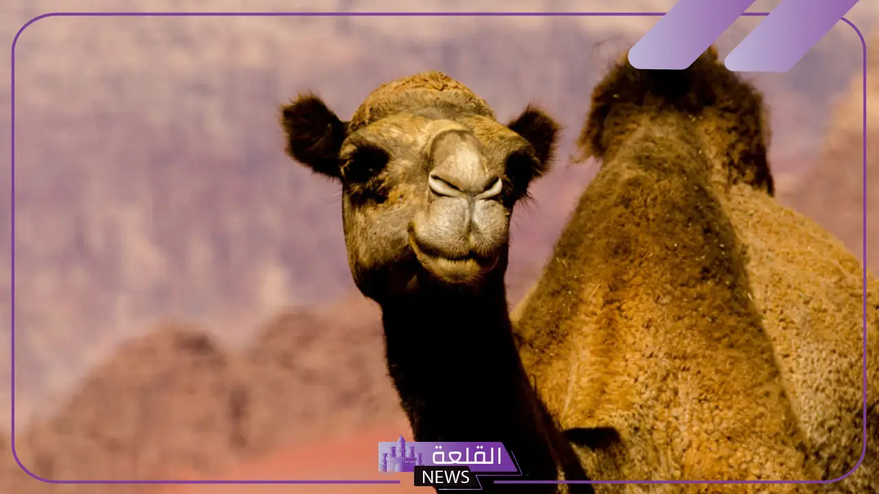 تفسير حلم رؤية الابل في المنام كثيرة للمتزوجة والعزباء