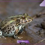 معلومات عن الضفدع وخصائصه.. أين يعيش الضفدع؟
