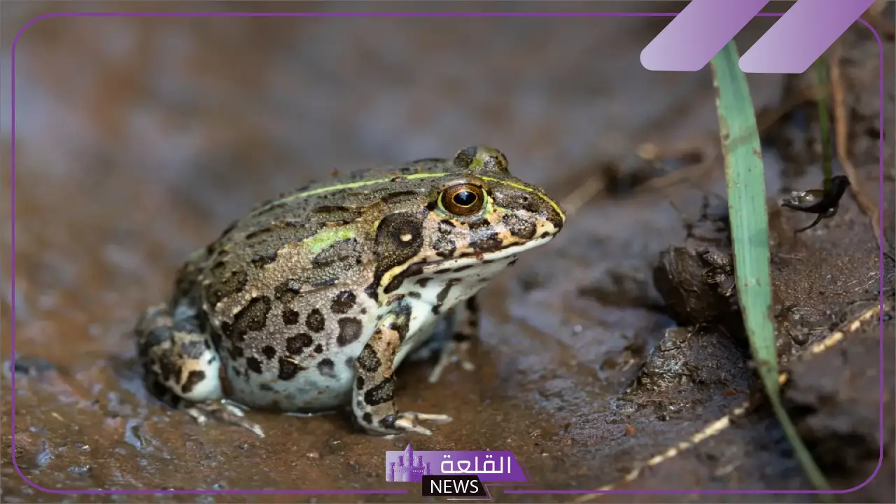 معلومات عن الضفدع وخصائصه.. أين يعيش الضفدع؟