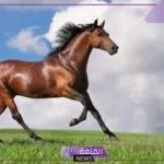 ما الذي يجعل خيول ثوروبريد فريدة من نوعها؟