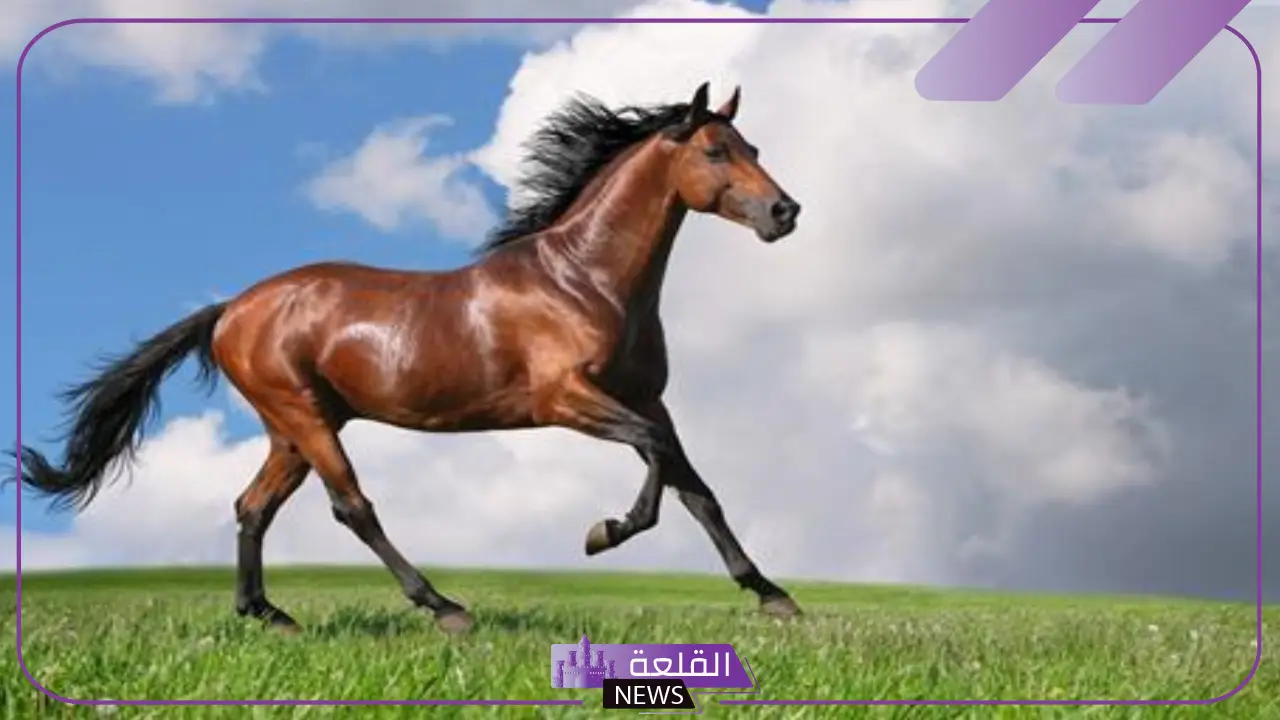 ما الذي يجعل خيول ثوروبريد فريدة من نوعها؟