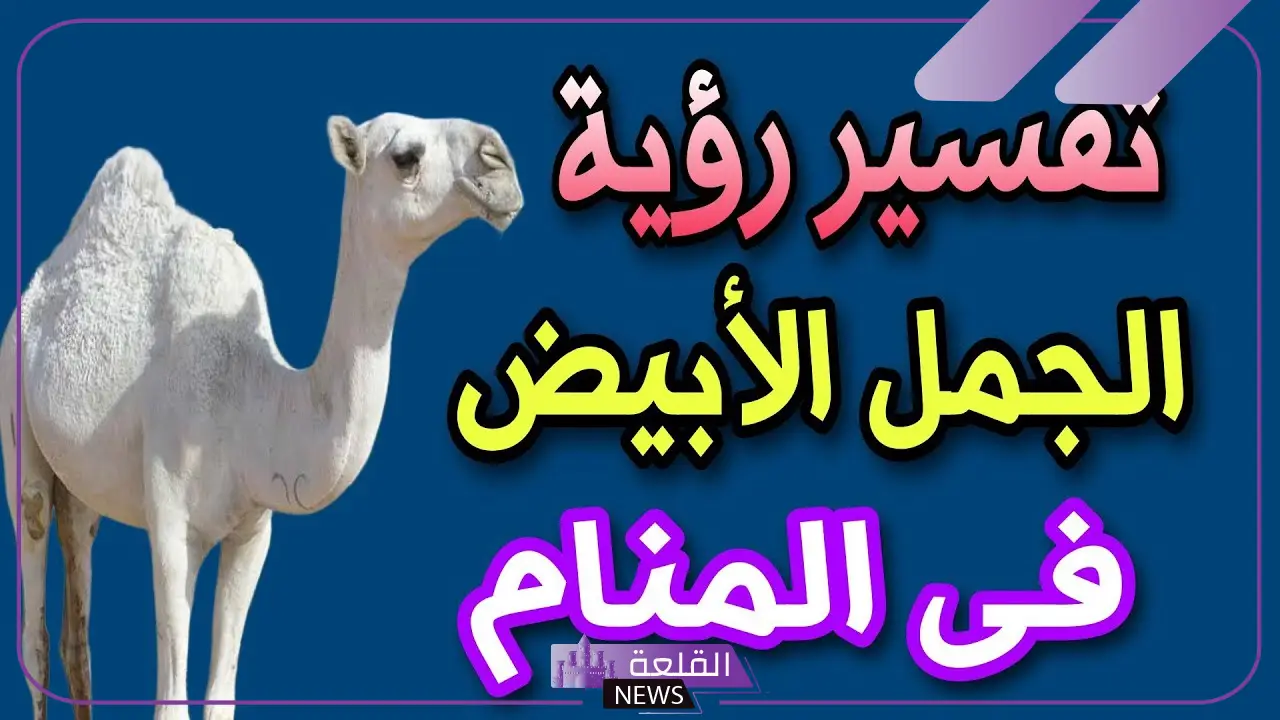 تفسير حلم رؤية الجمل الابيض في المنام هائج للعزباء والمتزوجة