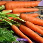 تفسير حلم رؤية الجزر في المنام عند العزباء والمتزوجة للعالم ابن سيرين