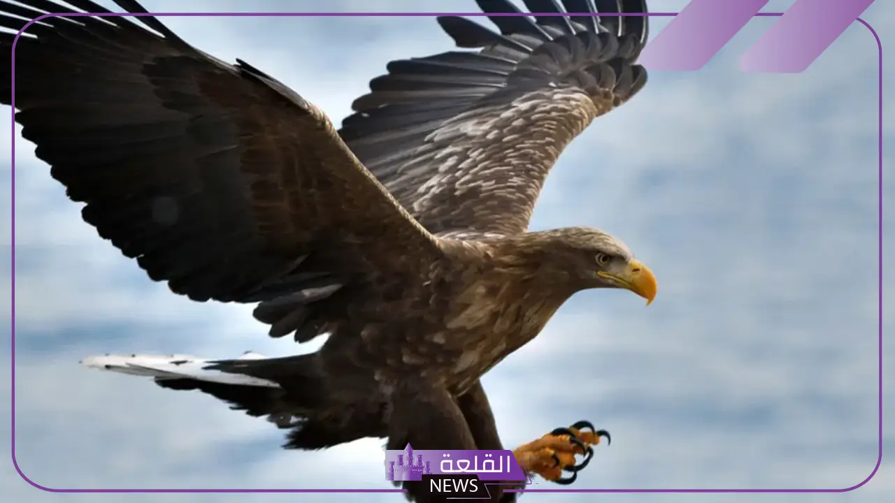 تفسير حلم نسر بني في المنام للمرأة المتزوجة والعزباء
