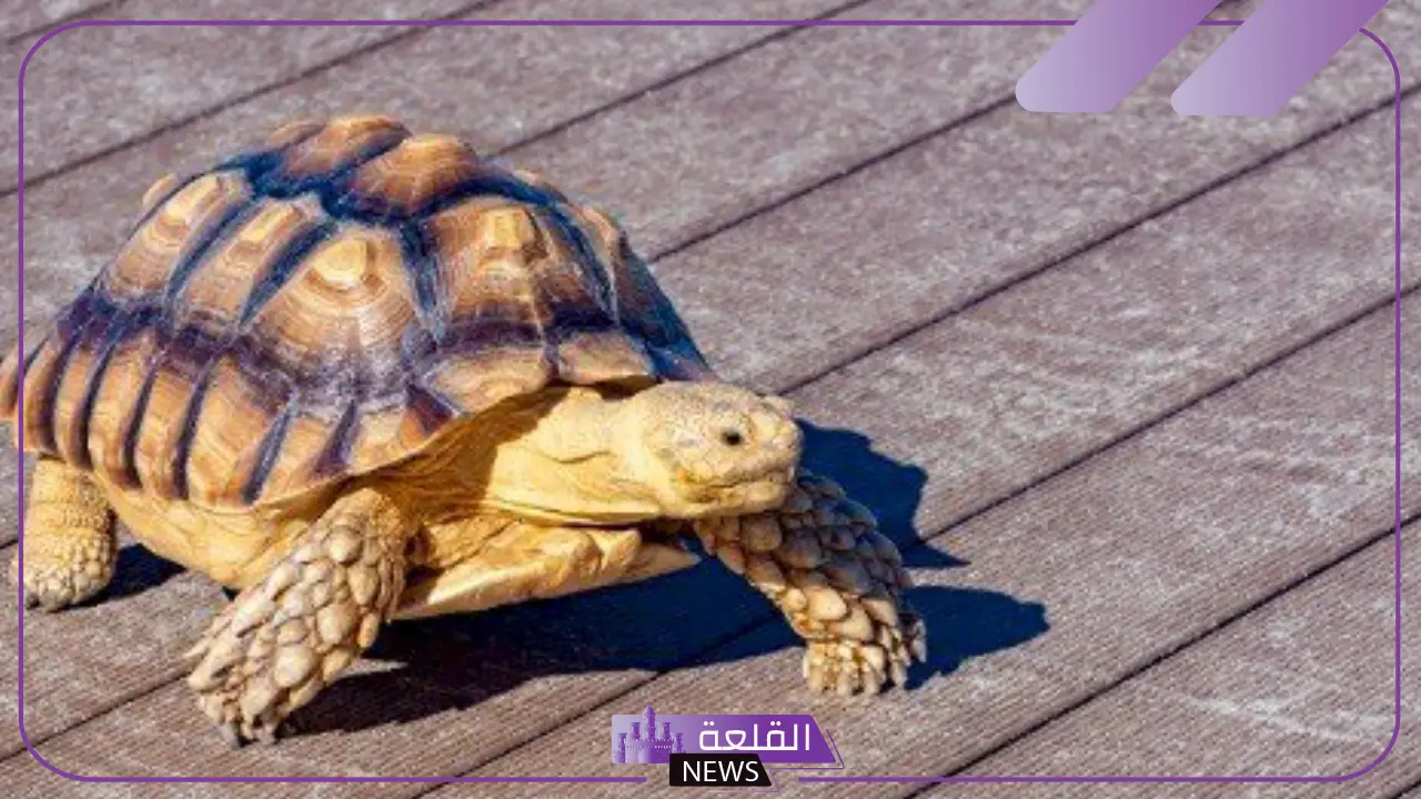 كم تعيش السلحفاة؟ أسباب طول عمر السلاحف كم تعيش السلحفاة؟ أسباب طول عمر السلاحف