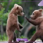 اسم صغير الدب.. الاختلاف بين صغار الدببة باختلاف النوع