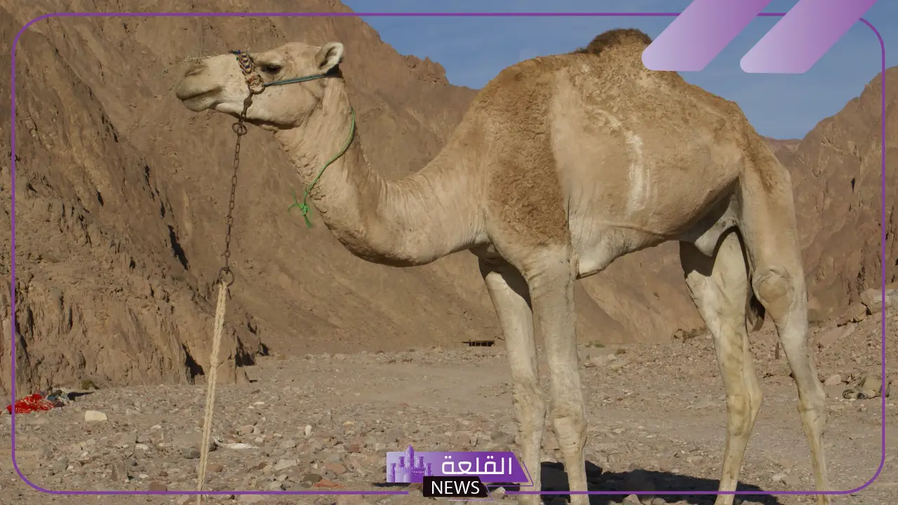 تفسير حلم رؤية الابل في المنام كثيرة للمتزوجة والعزباء تفسير حلم رؤية الابل في المنام كثيرة للمتزوجة والعزباء