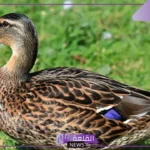 تفسير حلم البط في المنام للعزباء والمتزوجة لابن سيرين