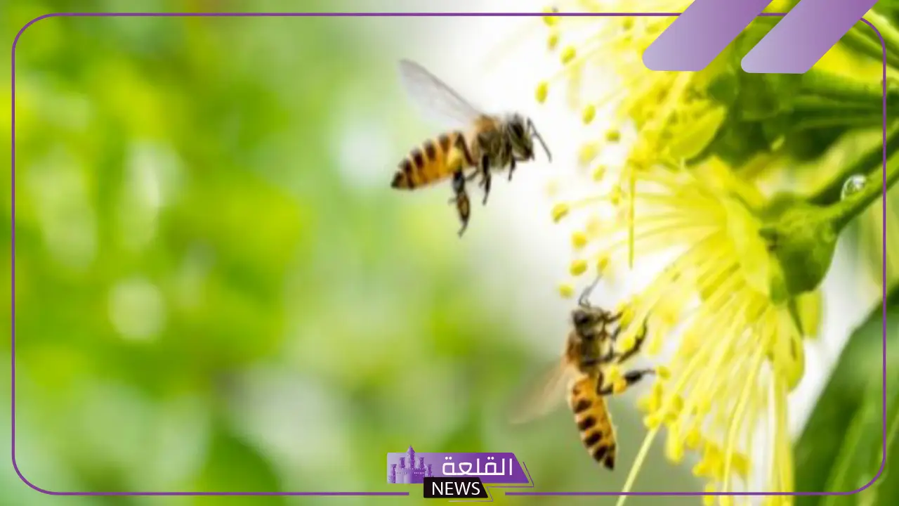 تفسير حلم الحشرات في المنام للعزباء والمتزوجة وقتلها للعالم ابن سيرين