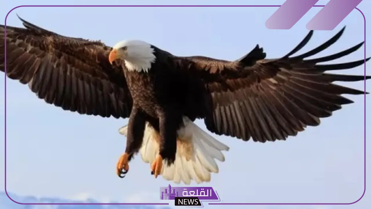 تفسير حلم نسر بني في المنام للمرأة المتزوجة والعزباء تفسير حلم نسر بني في المنام للمرأة المتزوجة والعزباء