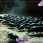 تفسير رؤية الصرصور بالحلم وقتله في المنام للعالم ابن سيرين