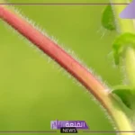 انواع السيقان في النبات.. وظيفة الساق في النبات
