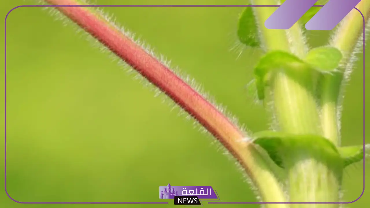 انواع السيقان في النبات.. وظيفة الساق في النبات