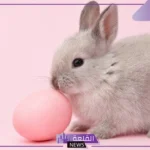 صفات صغير الارنب الشكلية والسلوكية.. ما اسم صغير الأرنب؟