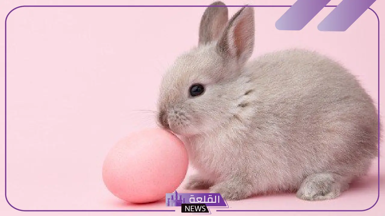 صفات صغير الارنب الشكلية والسلوكية.. ما اسم صغير الأرنب؟