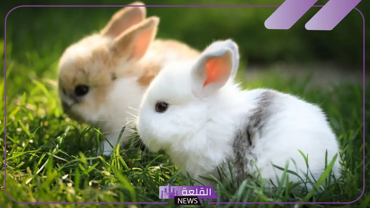 ما اسم صغير الارنب؟ صفات صغير الأرنب الشكلية ما اسم صغير الارنب؟ صفات صغير الأرنب الشكلية