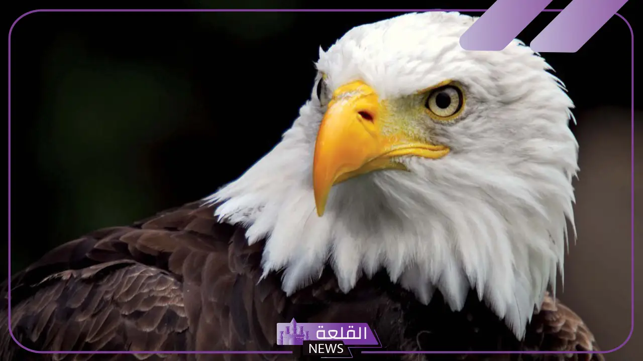 أنواع حيوان العقاب وصفاته.. هل العقاب صقر؟ أنواع حيوان العقاب وصفاته.. هل العقاب صقر؟