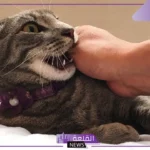 تفسير حلم عضة القطة في المنام للعزباء وللمتزوجة لابن سيرين