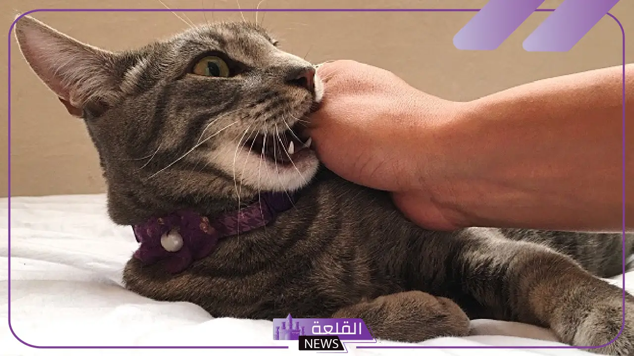 تفسير حلم عضة القطة في المنام للعزباء وللمتزوجة لابن سيرين