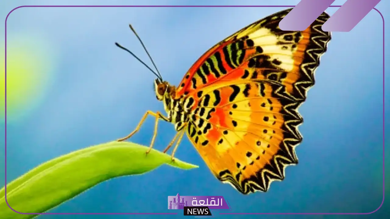 دورة حياة الفراشة كاملة.. أهمية الفراشة في النظام البيئي دورة حياة الفراشة كاملة.. أهمية الفراشة في النظام البيئي