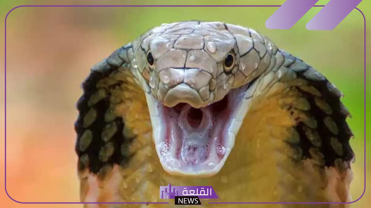 ما اسم صوت الثعبان؟ أسباب إصدار الثعابين للأصوات ما اسم صوت الثعبان؟ أسباب إصدار الثعابين للأصوات