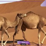 حيوانات تعيش في الصحراء رغم البيئة القاسية