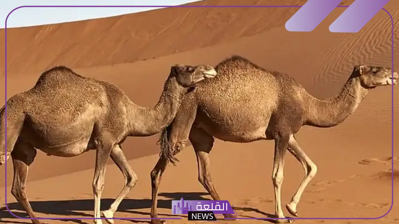 حيوانات تعيش في الصحراء رغم البيئة القاسية