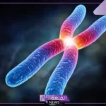 تنفصل الكروموسومات اثناء الانقسام المتساوي في الطور