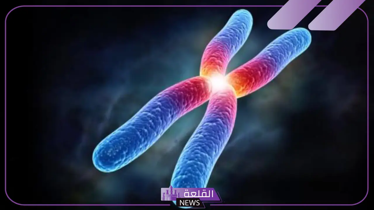 تنفصل الكروموسومات اثناء الانقسام المتساوي في الطور