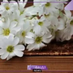 رسالة وداع قصيرة واتس آب.. كلمات وداع واعتذار قبل الرحيل