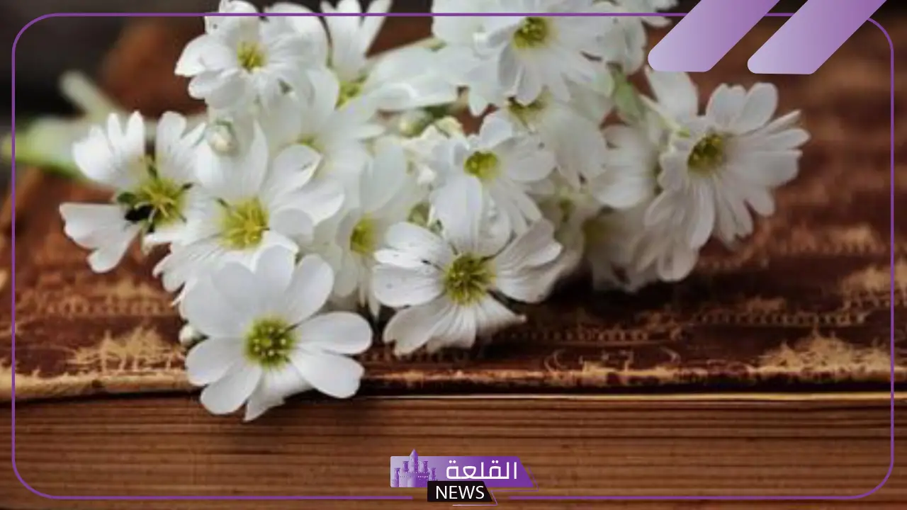رسالة وداع قصيرة واتس آب.. كلمات وداع واعتذار قبل الرحيل