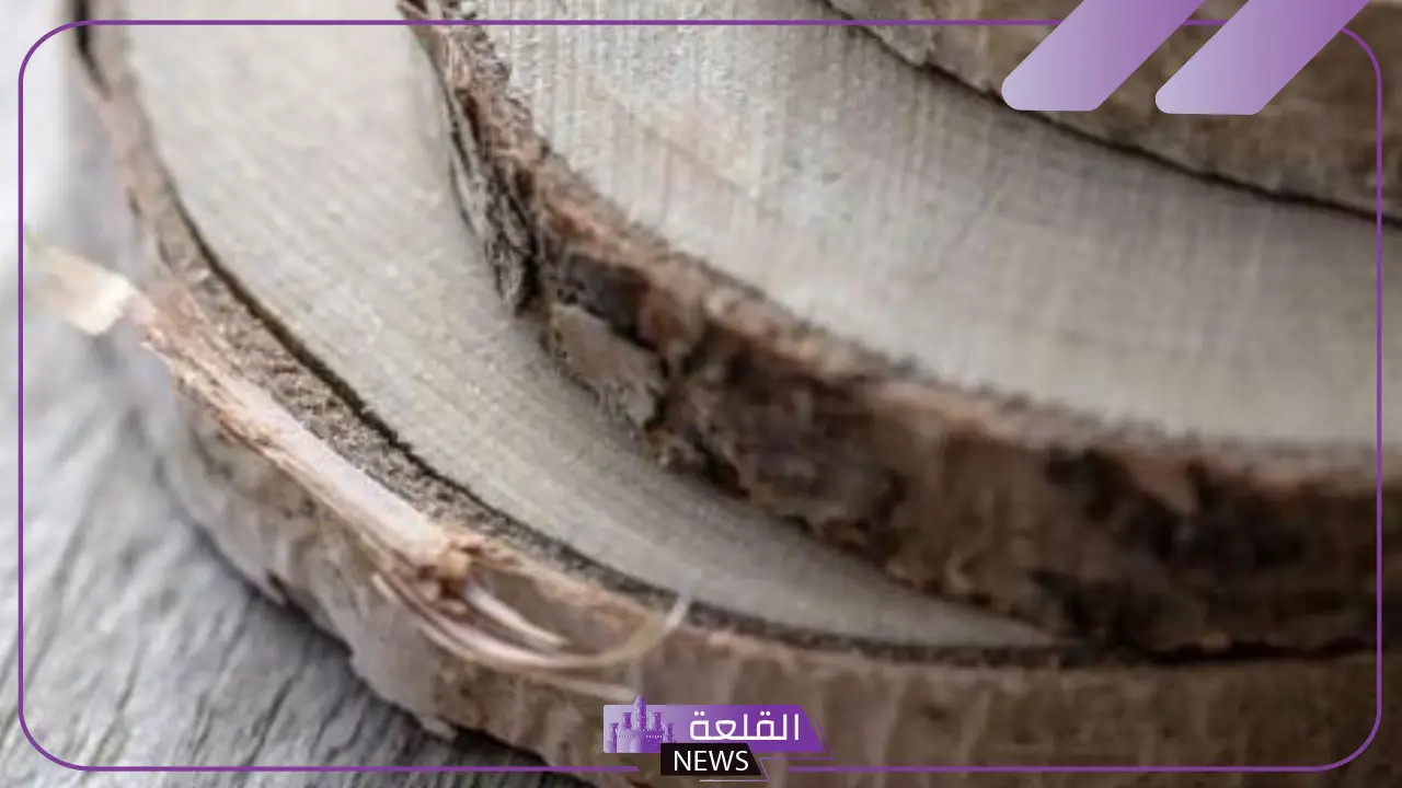 ما هي وظيفة اللحاء في الأشجار؟ فوائد لحاء الشجر ما هي وظيفة اللحاء في الأشجار؟ فوائد لحاء الشجر