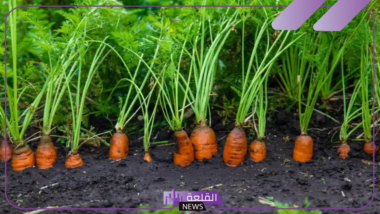 تفسير حلم رؤية الجزر في المنام عند العزباء والمتزوجة للعالم ابن سيرين تفسير حلم رؤية الجزر في المنام عند العزباء والمتزوجة للعالم ابن سيرين