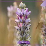 فوائد العنزروت للحمل وطرق استخدامه.. كيفية تأثير العنزروت على الخصوبة