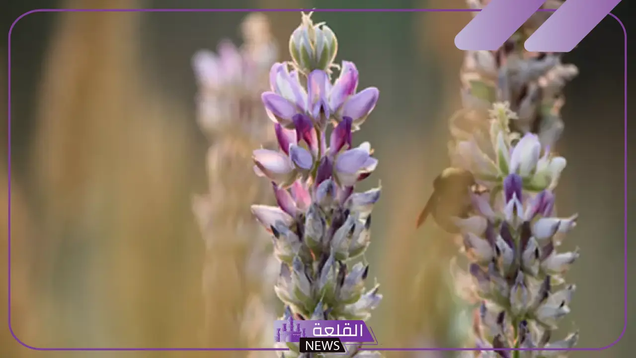 فوائد العنزروت للحمل وطرق استخدامه.. كيفية تأثير العنزروت على الخصوبة