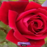 تفسير حلم الورد الاحمر في المنام للعزباء والمطلقة والمتزوجة