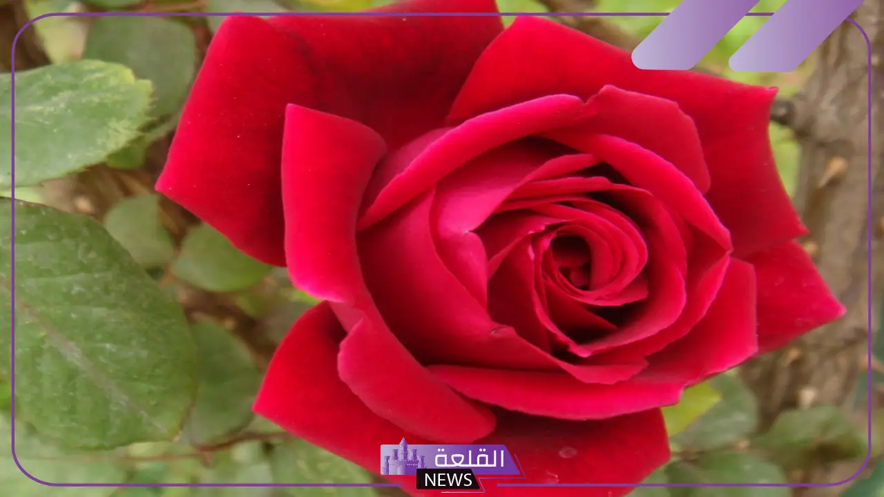 تفسير حلم الورد الاحمر في المنام للعزباء والمطلقة والمتزوجة