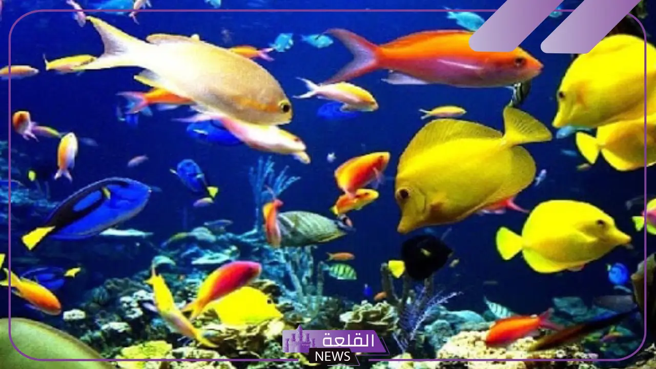 تعريف الاسماك وأبرز خصائصها.. معلومات عن الأسماك وأنواعها