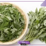 تجربتي مع عشبة الحزا لعلاج القولون.. كيفية استخدام عشبة الحزا
