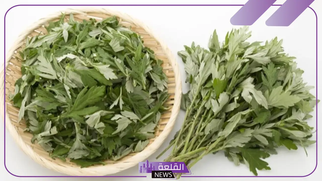 تجربتي مع عشبة الحزا لعلاج القولون.. كيفية استخدام عشبة الحزا