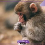 تفسير حلم القرود في المنام للرجل المتزوج والمرأة وطرده