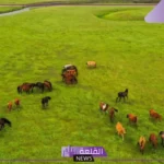 تعريف المنطقة العشبية.. لا تتحول المناطق العشبية المعتدلة إلى غابات بسبب