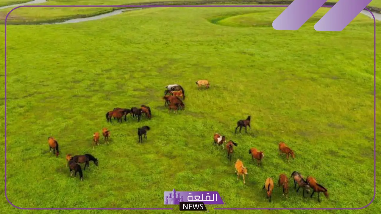 تعريف المنطقة العشبية.. لا تتحول المناطق العشبية المعتدلة إلى غابات بسبب