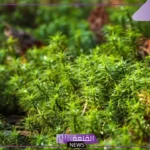 قارن بين خصائص النباتات الوعائية والنباتات اللاوعائية